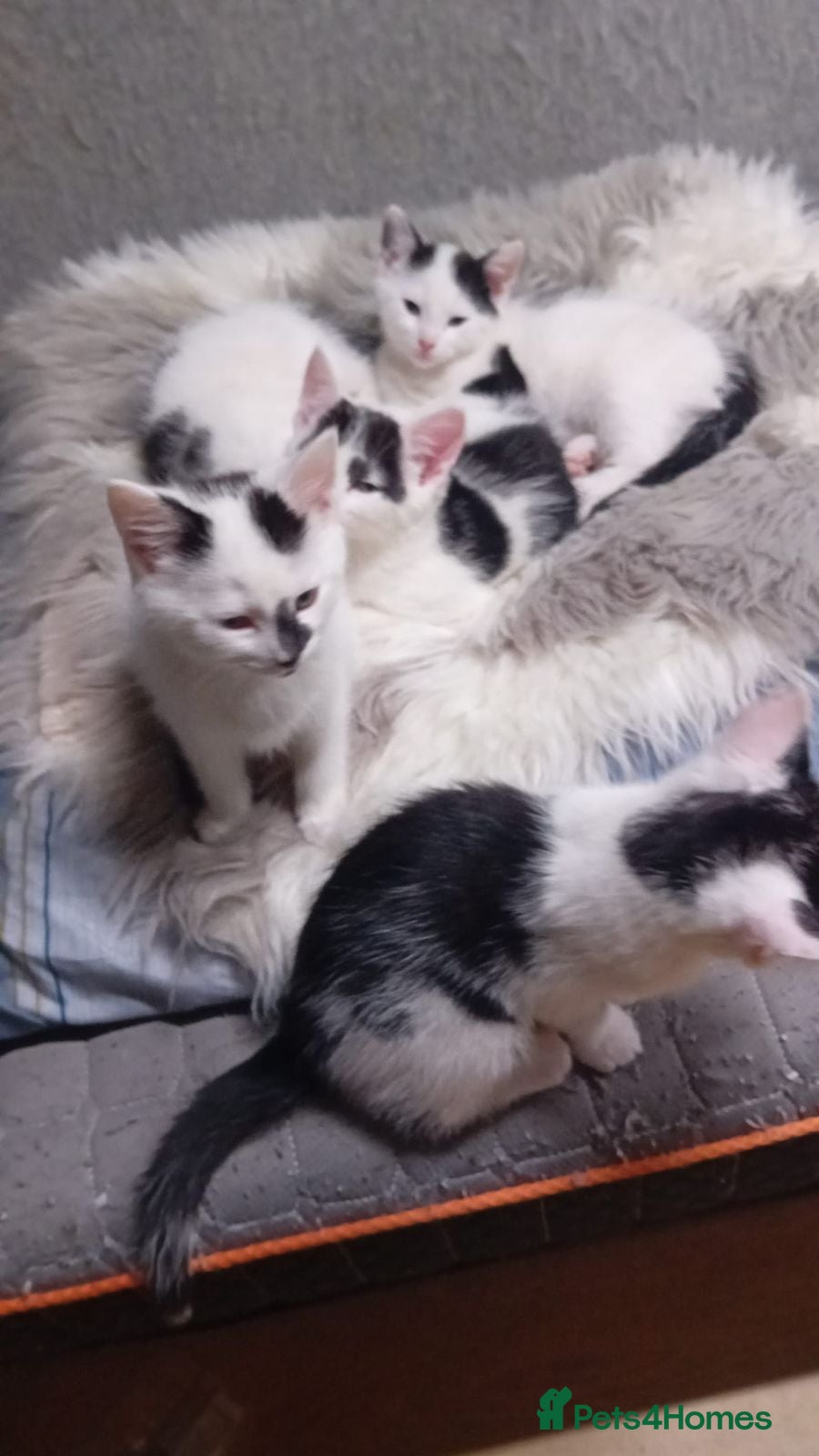 Mixed Breed cats Friendly kitten - Advert 1