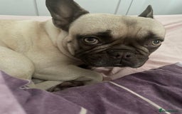 French Bulldog dogs for sale: Snoop  - Image 2