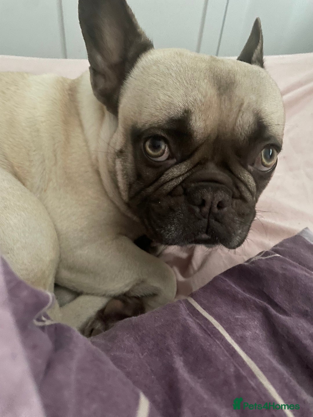French Bulldog dogs for sale: Snoop  - Image 2