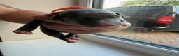 Whippet dogs for sale: Beautiful whippet puppies - Advert 19