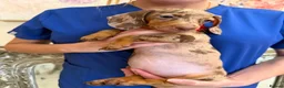 Miniature Dachshund dogs for sale: 💫❤️Supreme miniature dachshund puppies❤️💫  - Advert 16