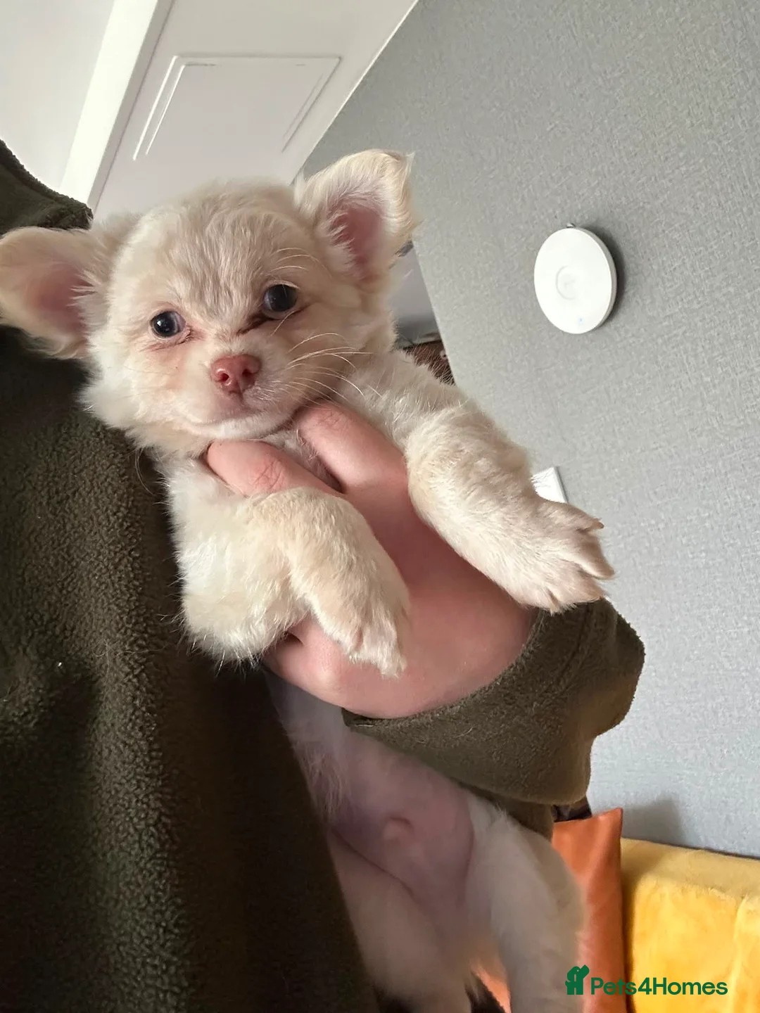 Chihuahua dogs for sale: Full Pedigree Registered Chihuahua Pups - Advert 2