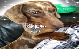 Miniature Dachshund dogs for sale: Stunning full pedigree Miniature Dachshunds  - Image 5