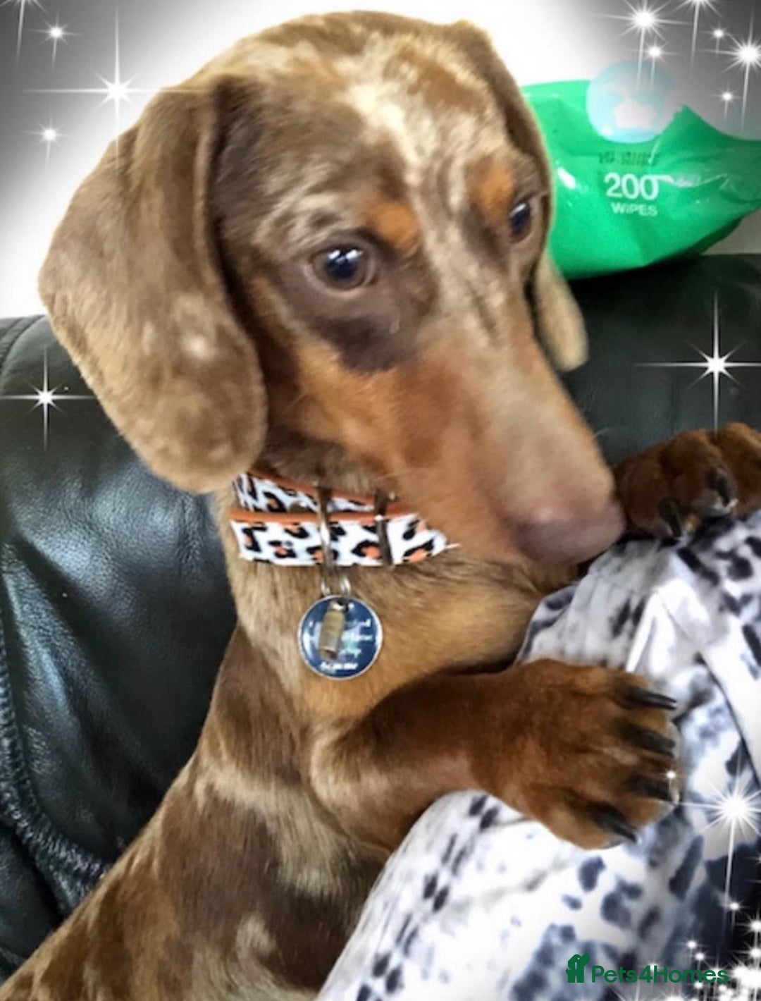 Miniature Dachshund dogs for sale: Stunning full pedigree Miniature Dachshunds  - Image 5
