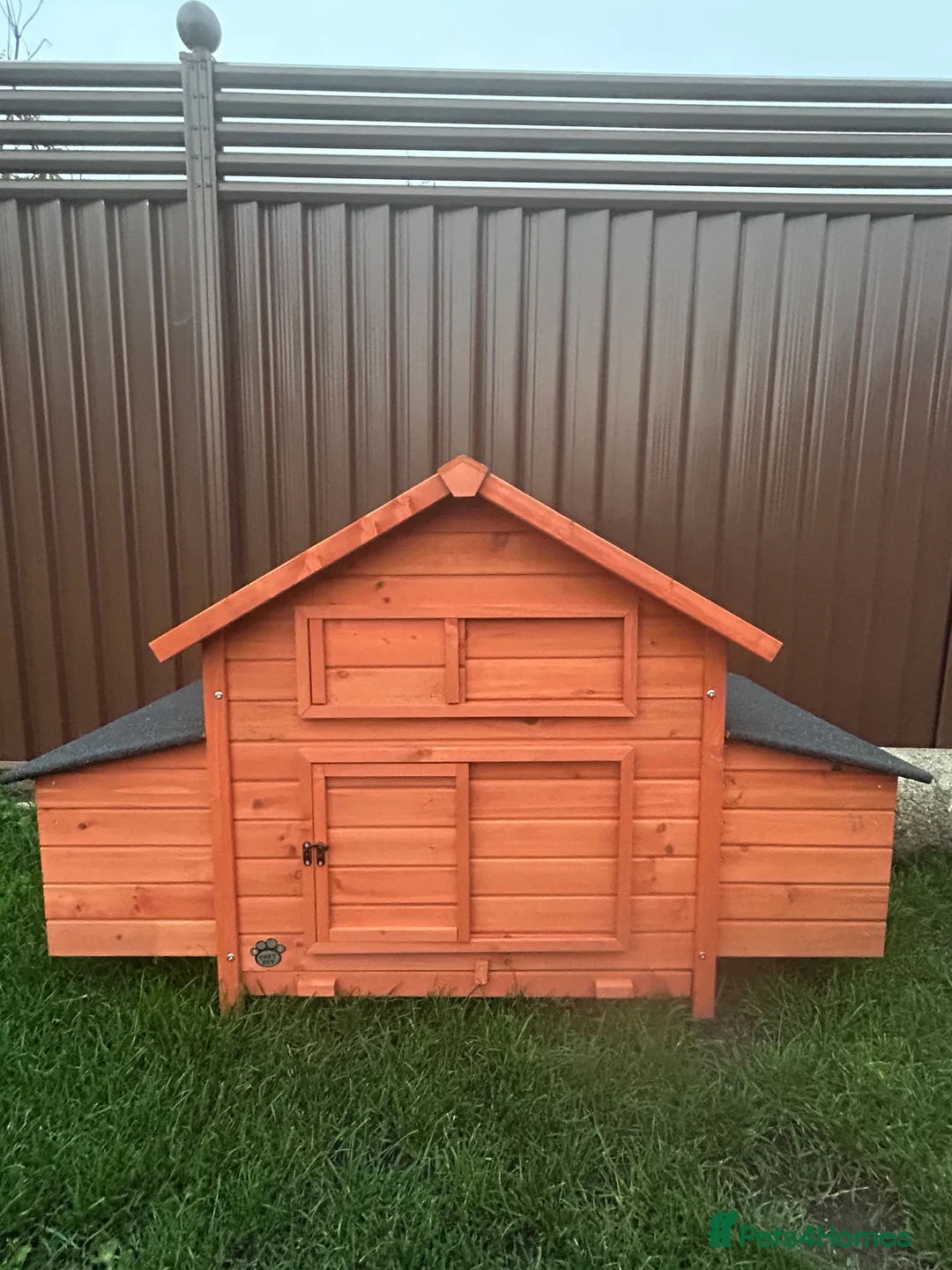 Chickens poultry for sale: Flock of 7 Chickens 🐓 For Sale   - Advert 4