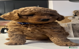 Mini Goldendoodle dogs for sale: 🌟 Mini Goldendoodle Puppies 8 Weeks Old 🌟 - Image 1