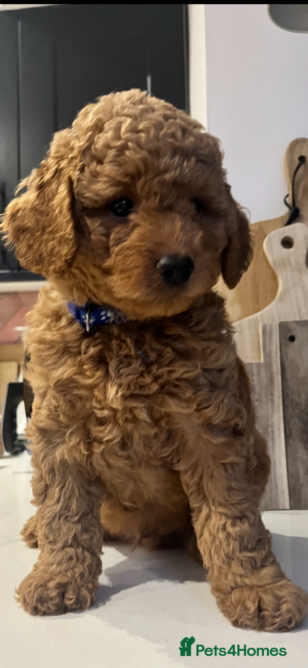 Mini Goldendoodle dogs for sale: 🌟 Mini Goldendoodle Puppies 8 Weeks Old 🌟 - Image 1