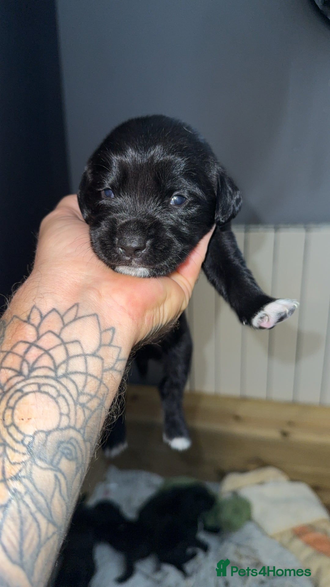 Springador dogs for sale: Springador puppies  - Image 1