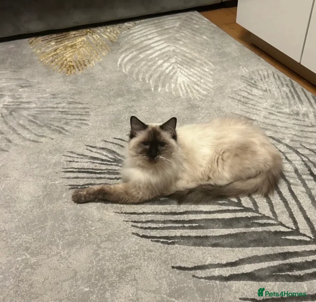 Ragdoll cats for sale: Cute ragdoll kitten for sale💕 - Advert 2