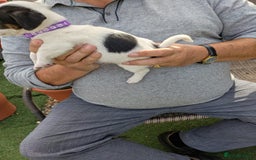 Jack Russell dogs for sale: Jack Russel puppies  - Image 5