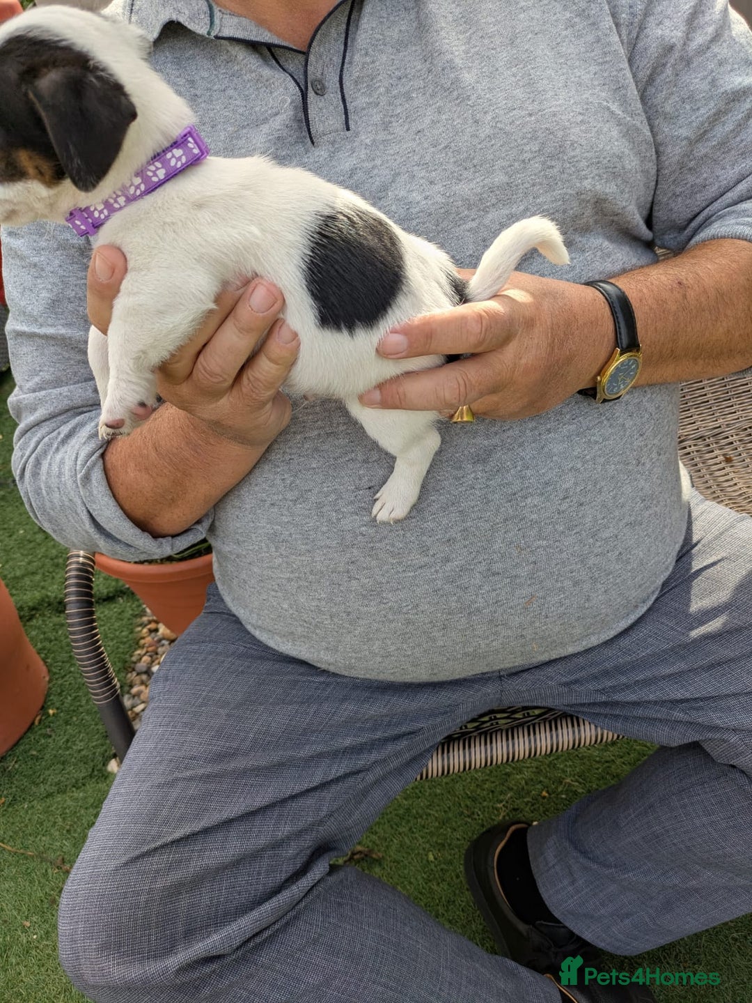 Jack Russell dogs for sale: Jack Russel puppies  - Image 5