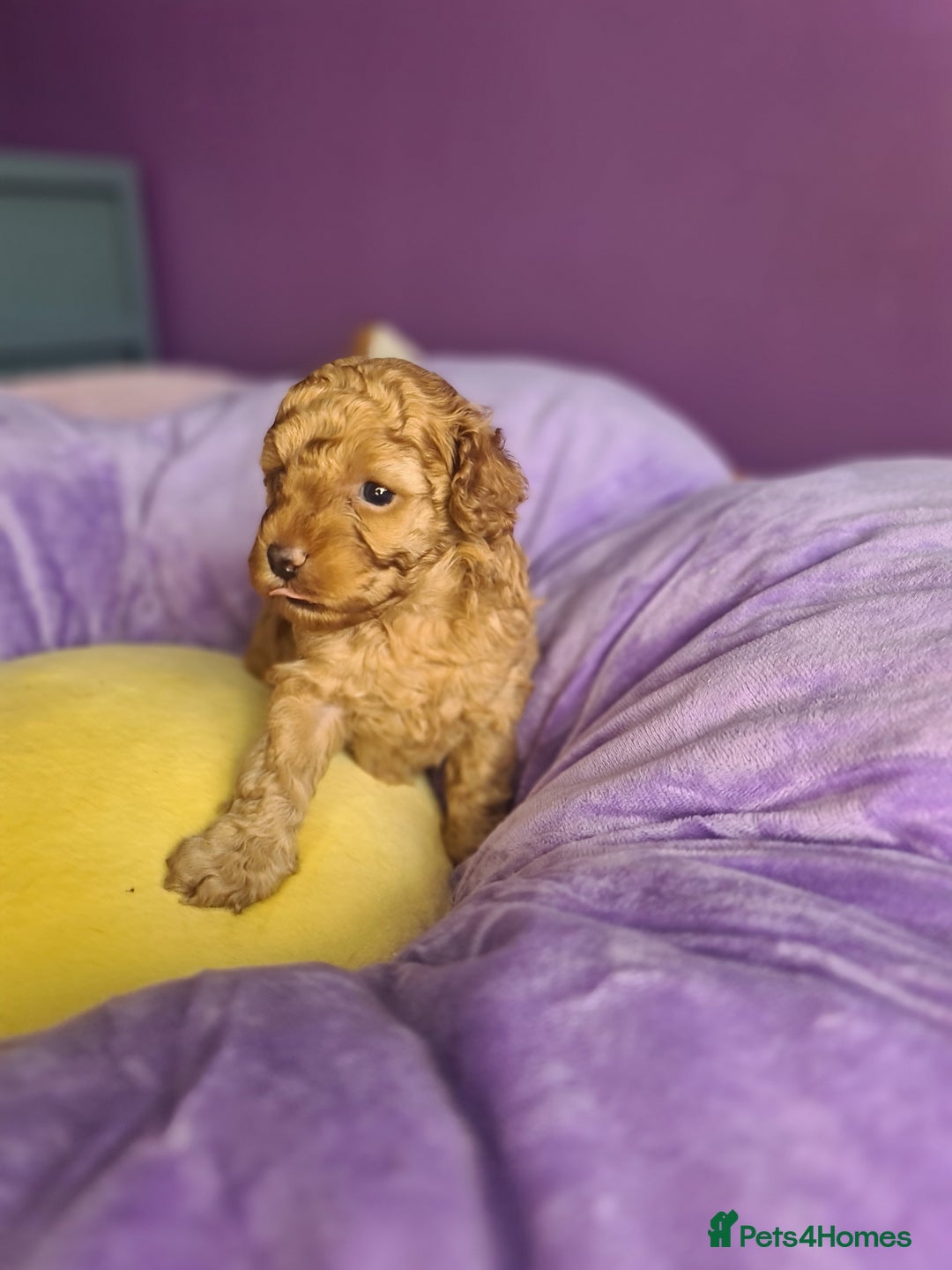 Toy Poodle dogs for sale: Mini TOY POODLES Last one boy available - Advert 27