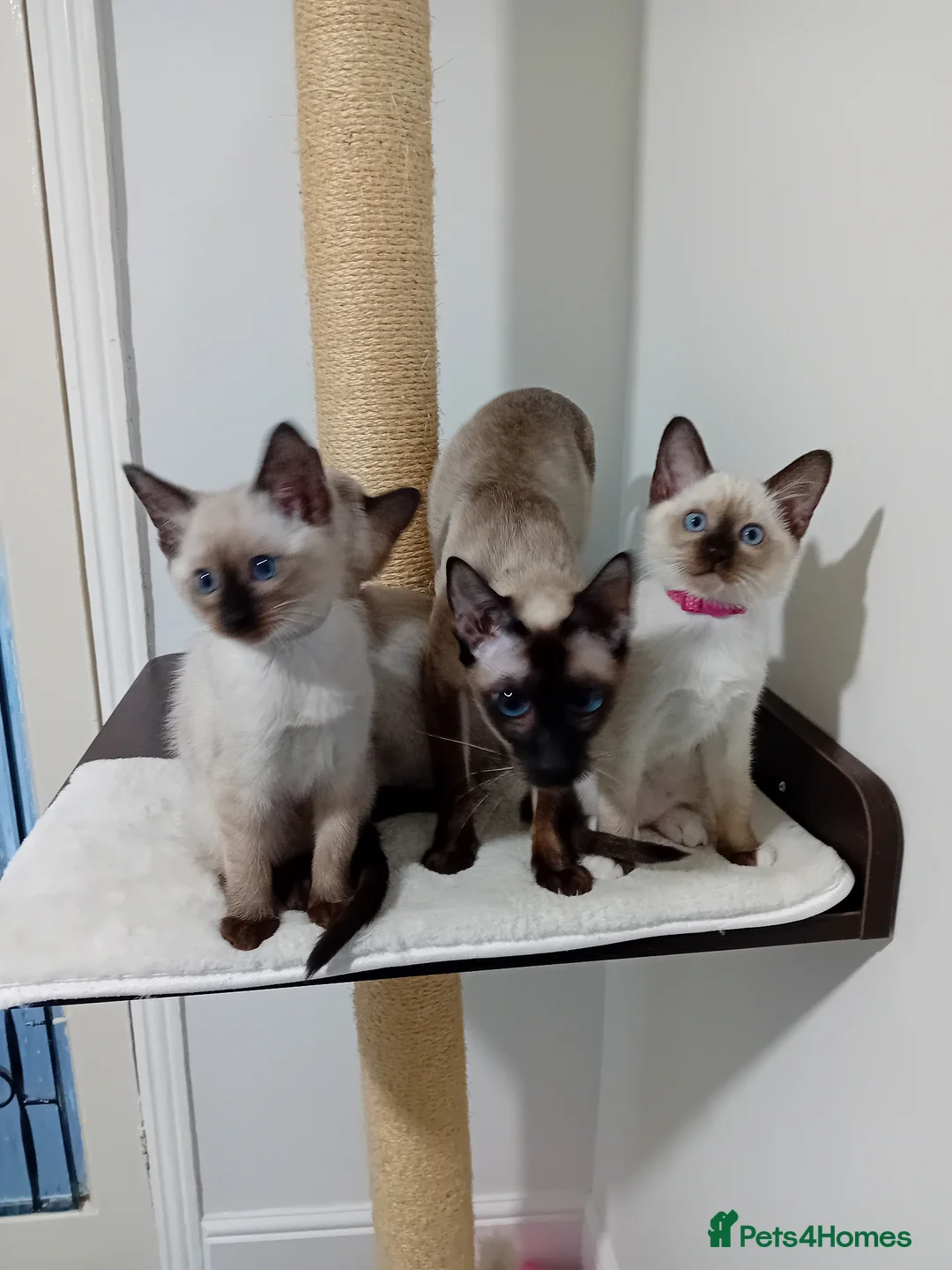 Ragamese cats for sale: Ragamise  kittens - Advert 4