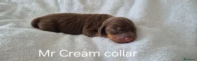 Mr Cream collar Chocolate/Tan
