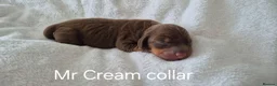 Miniature Dachshund dogs for sale: Litter of 5 beautiful boys - Advert 5
