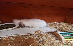 Lionhead rabbits for sale: Male Lionhead looking for his loving home  - Image 3