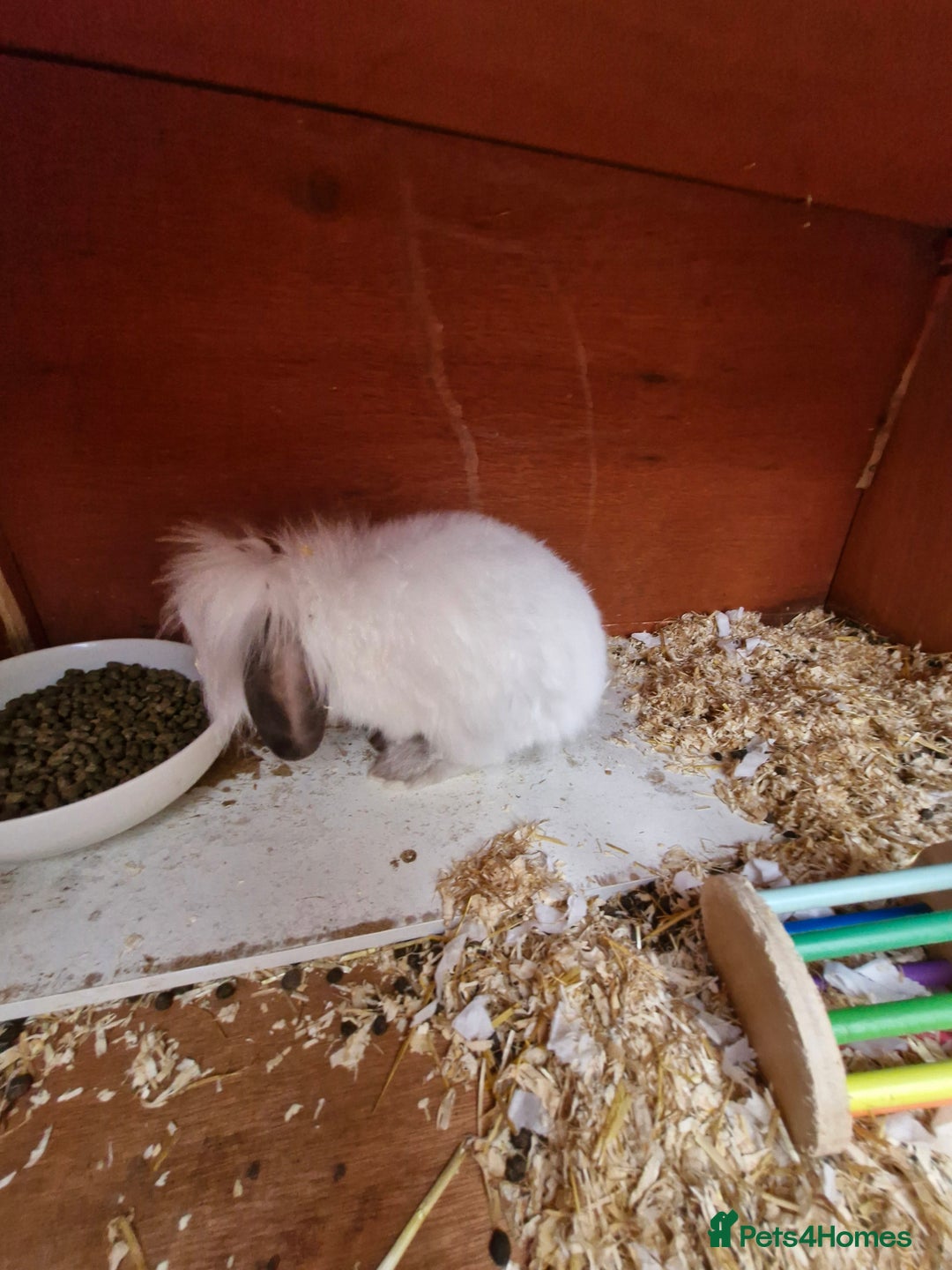 Lionhead rabbits for sale: Male Lionhead looking for his loving home  - Image 3
