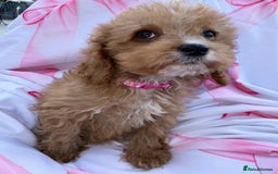 Cavapoo dogs for sale: 🐾💕💙STUNNING F1 CAVAPOOS 💙💕🐾 - Image 19