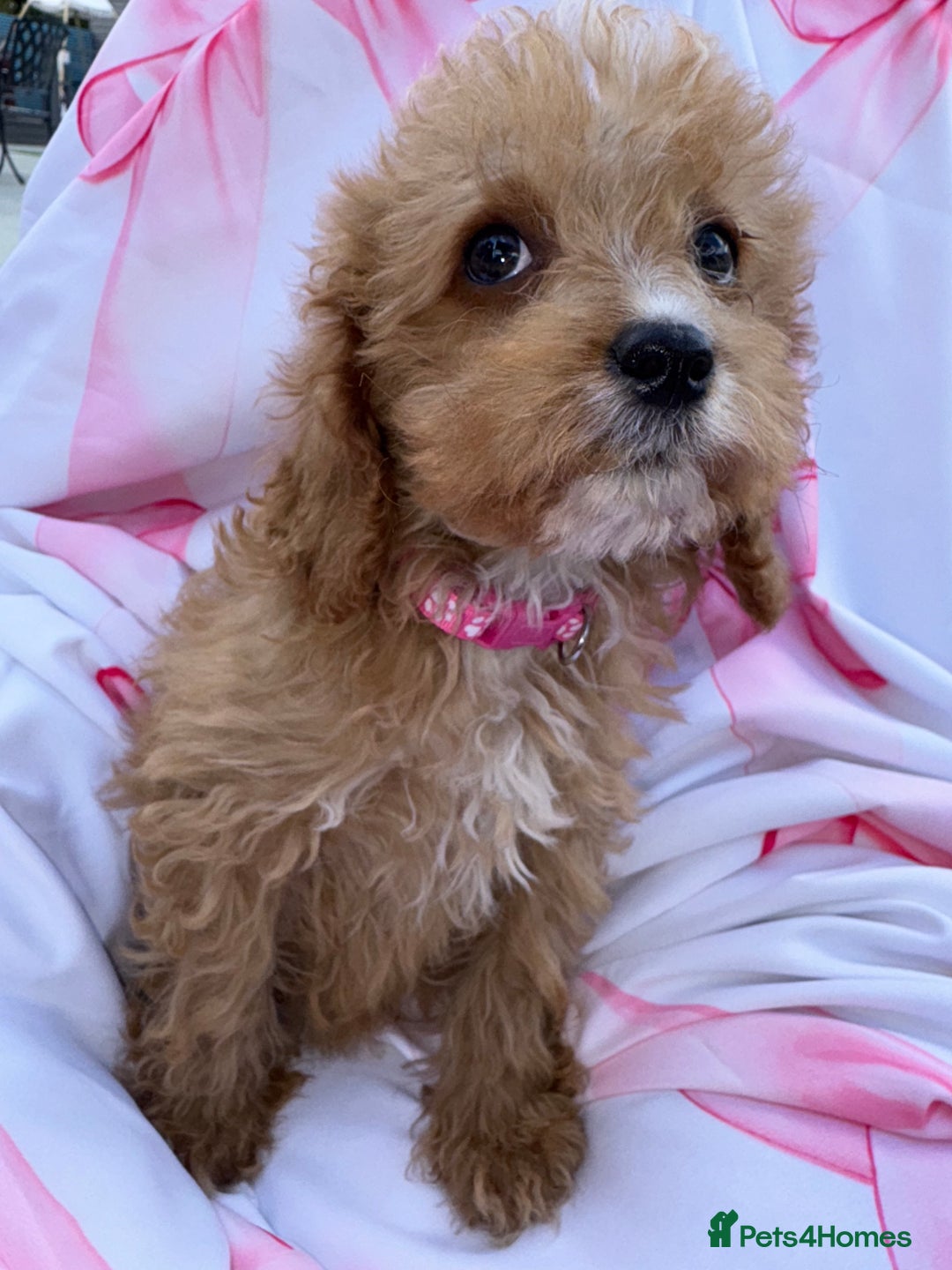 Cavapoo dogs for sale: 🐾💕💙STUNNING F1 CAVAPOOS 💙💕🐾 - Image 19