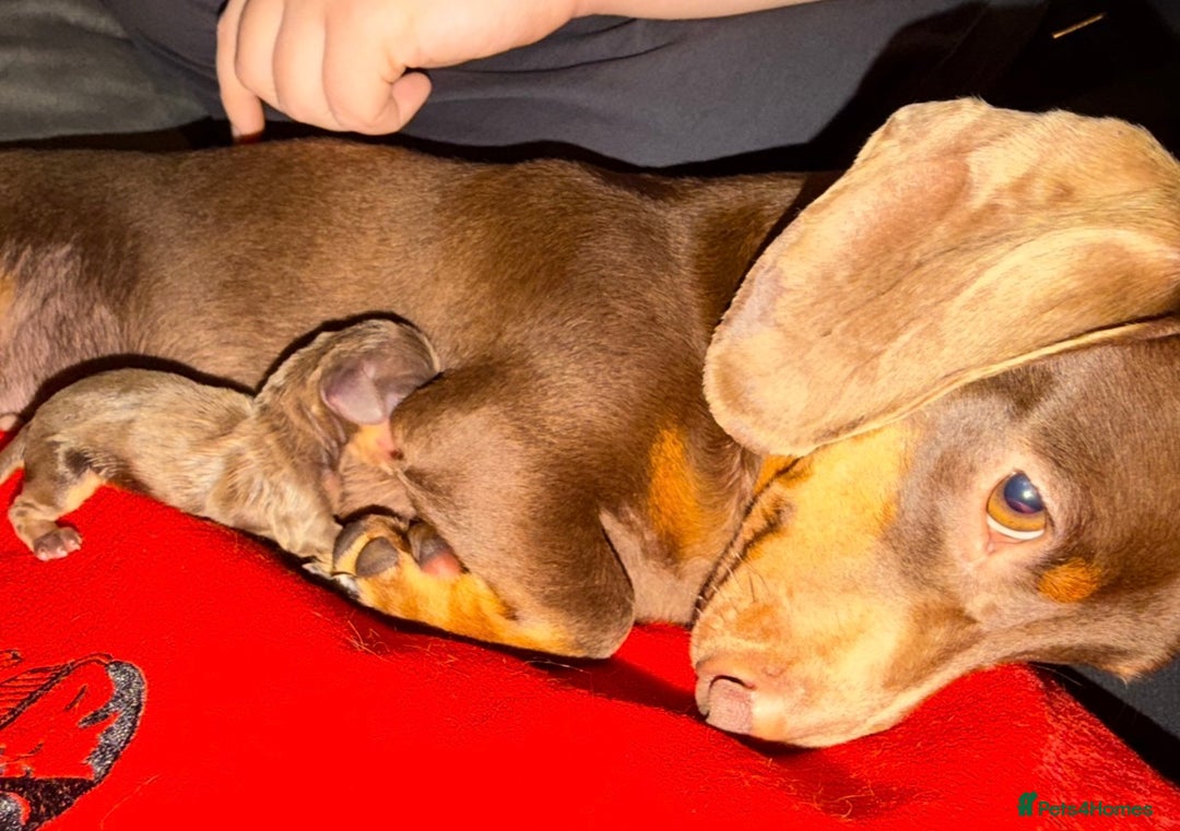 Miniature Dachshund dogs for sale: KC REGISTERED Miniature dachshund HEALTH TESTED   - Advert 7