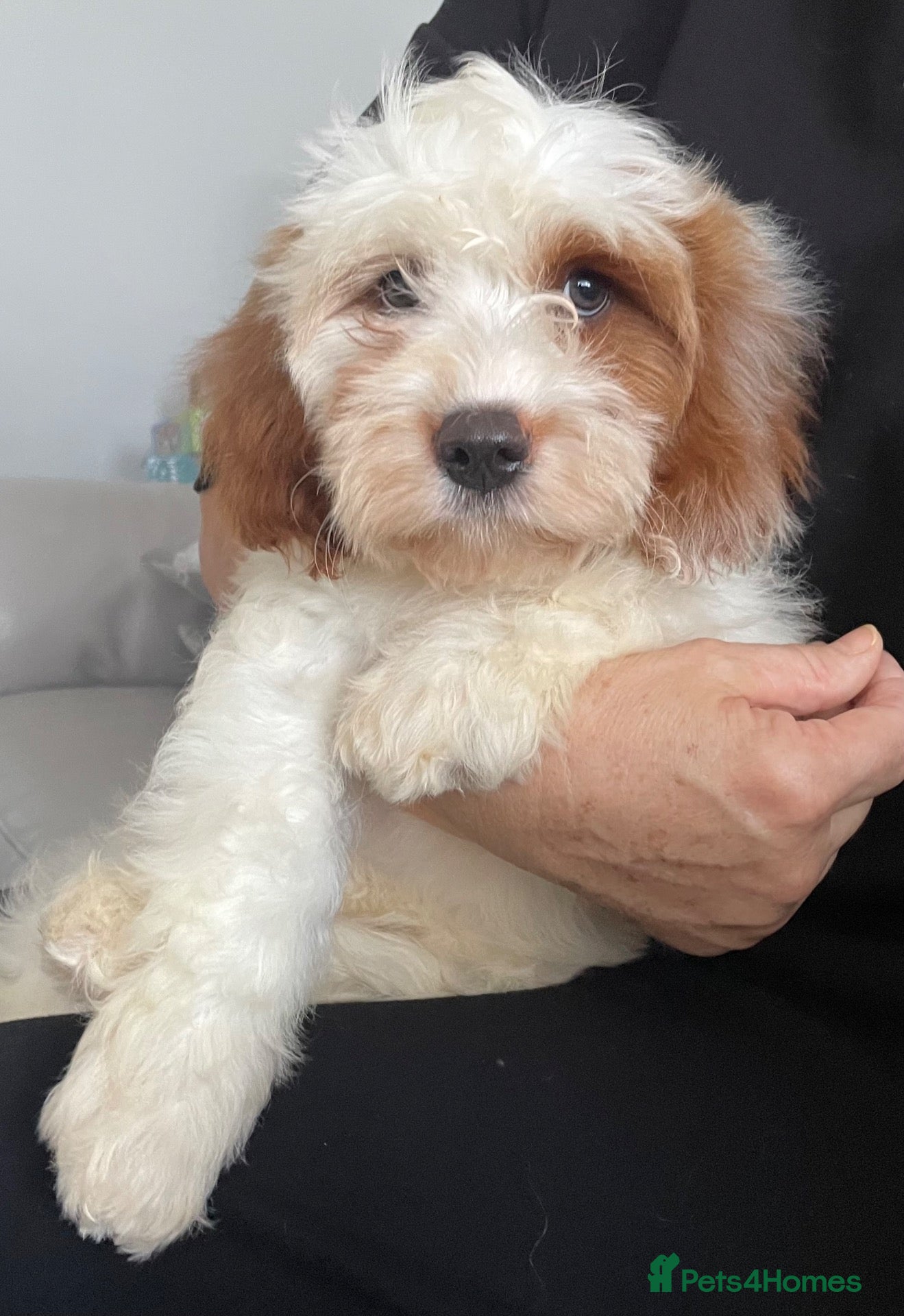 Cavapoo dogs 🐩🐶🐾FULLY HEALTH CLEAR F1 CAVAPOO🐾🐶🐩  - Advert 8