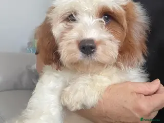 Cavapoo dogs 🐩🐶🐾FULLY HEALTH CLEAR F1 CAVAPOO🐾🐶🐩 - Advert 13