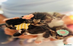 LaPerm cats for sale: Long Coat Laperm kittens - Image 3