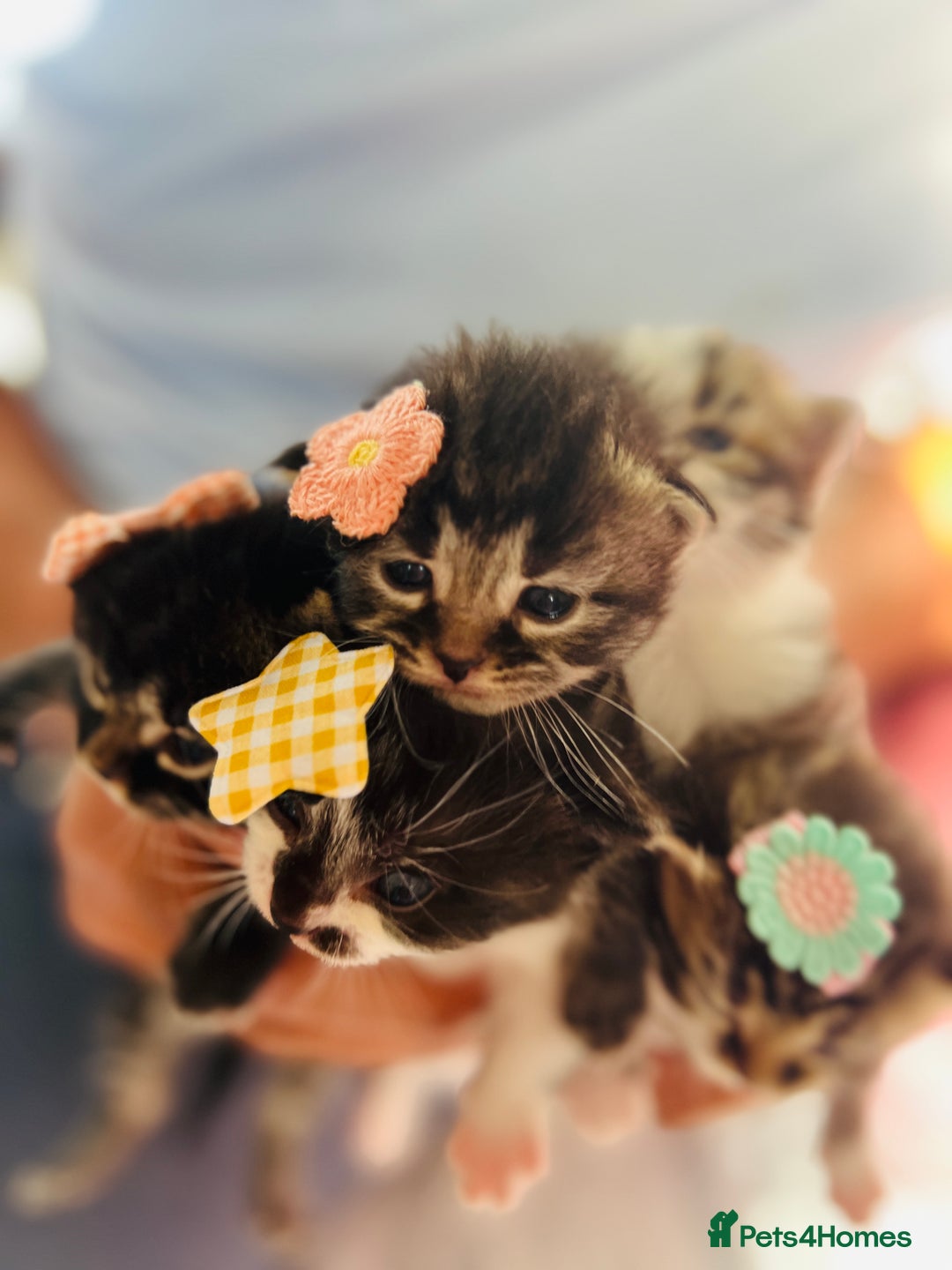 LaPerm cats for sale: Long Coat Laperm kittens - Image 3