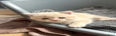 British Shorthair Kitten 1