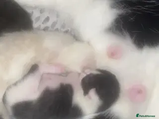 Siamese cats New born kittens - Advert 3