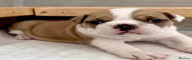 English Bulldog Puppy 2