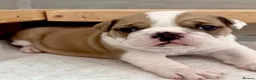 English Bulldog dogs for sale: 3 Red and white English bulldogs - Advert 2