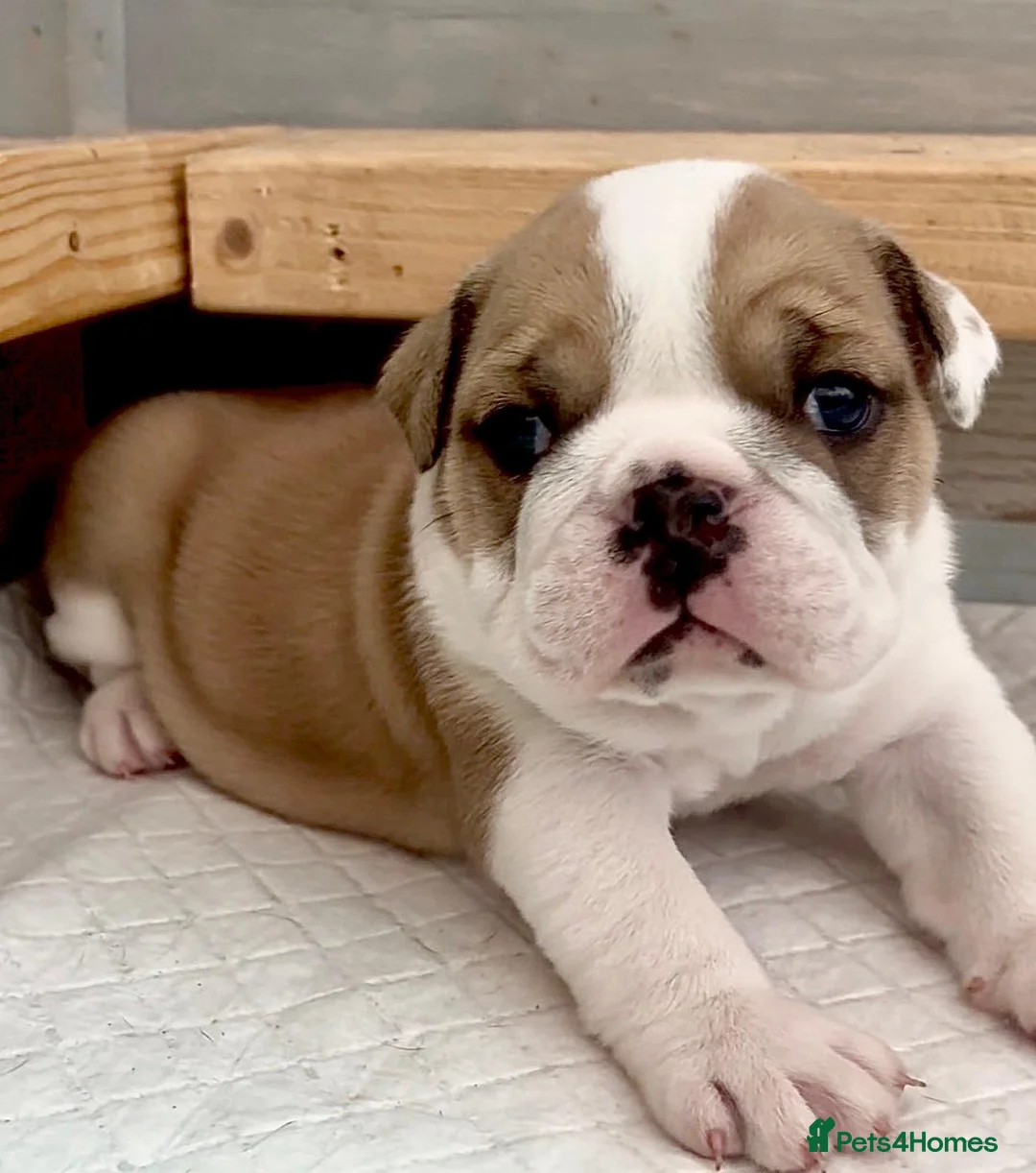 English Bulldog dogs for sale: 3 Red and white English bulldogs - Advert 2