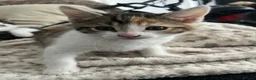 Mixed Breed cats for sale: Kittens for Sale in Birmingham - Advert 8