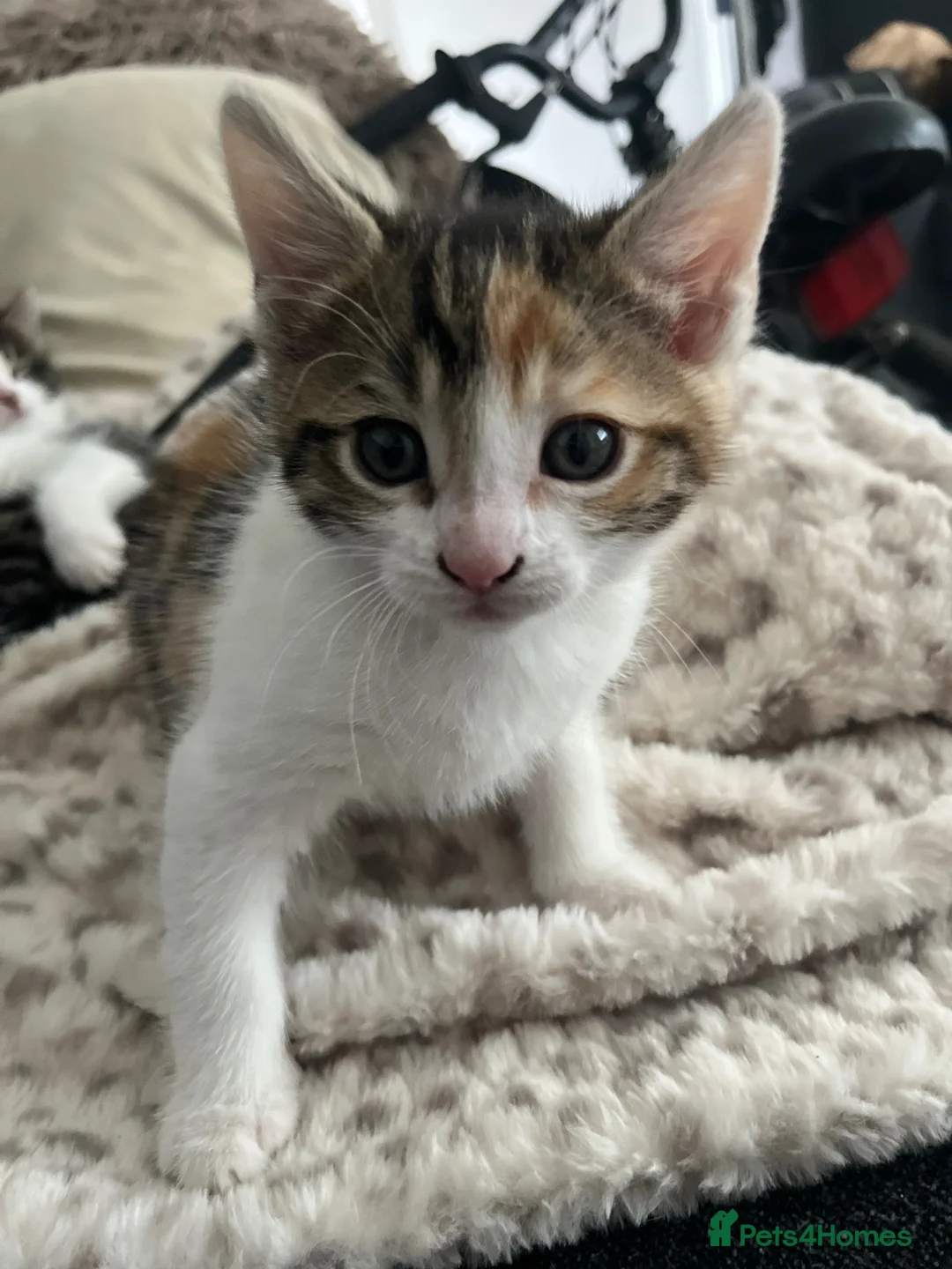 Mixed Breed cats for sale: Kittens for Sale in Birmingham - Advert 8