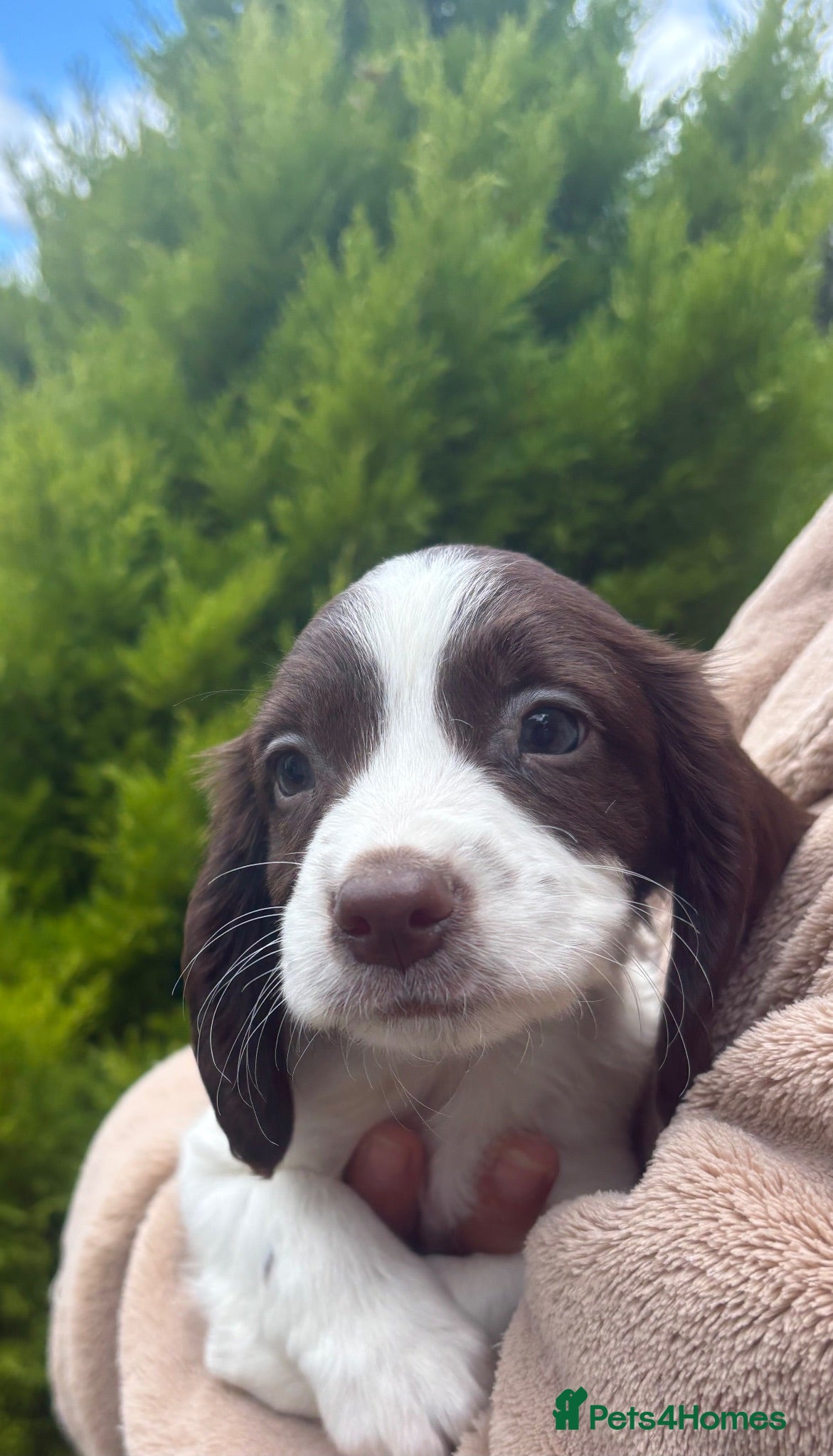 Sprocker dogs Beautiful Sprocker Puppies - Advert 10