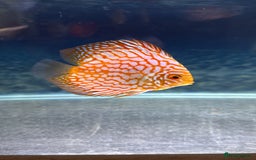 Discus fish for sale: Discus fish - Image 11