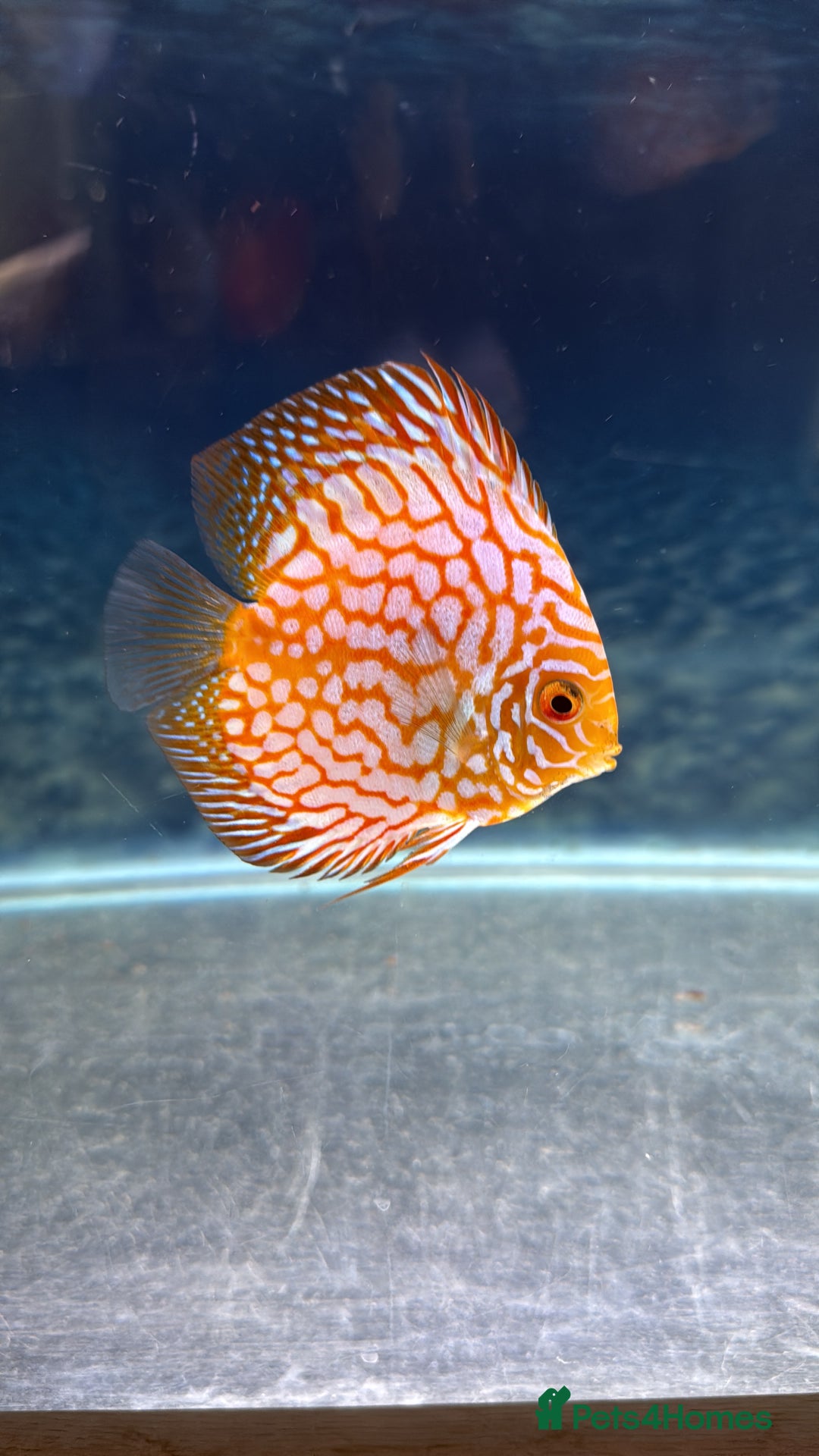 Discus fish for sale: Discus fish - Image 11
