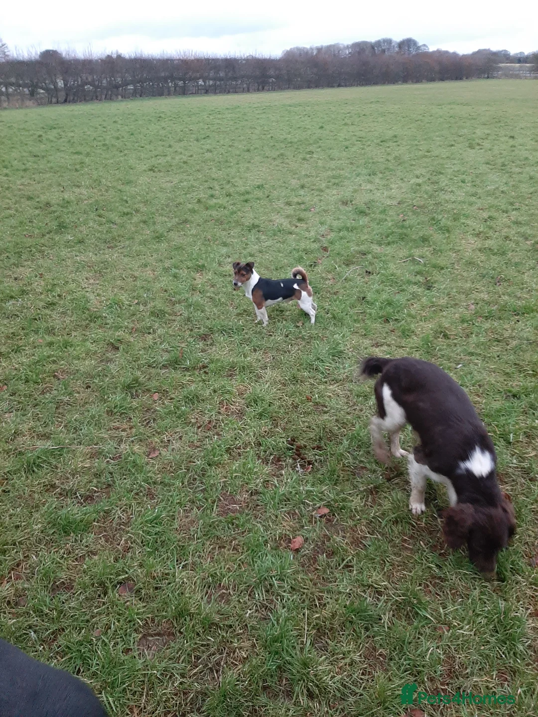 Jack Russell dogs for stud: Tri coloured Jackrussell for stud in Ossett - Advert 4