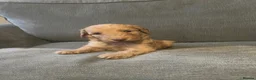 Irish Doodle dogs for sale: 5 stunning Irish doodles. Ready today in Carlisle - Advert 4