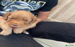 Cockapoo dogs for sale: Cockatoo puppies for sale - Image 10