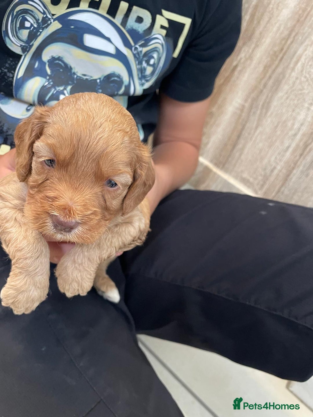 Cockapoo dogs for sale: Cockatoo puppies for sale - Image 10