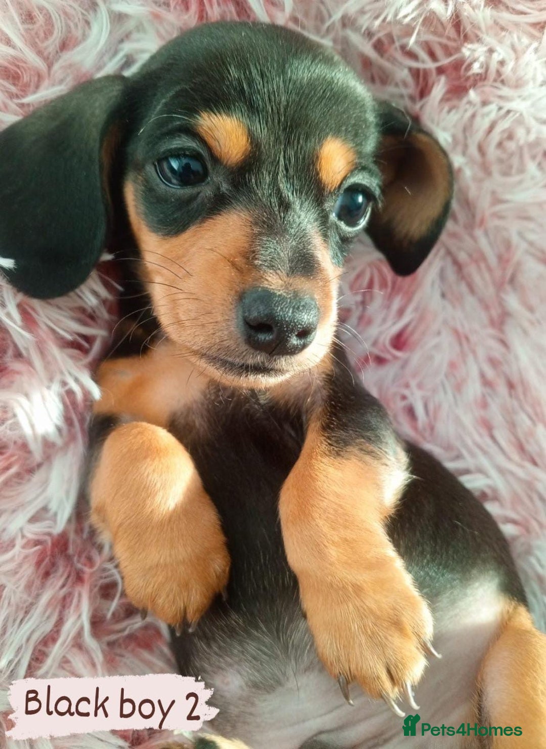 Miniature Dachshund dogs for sale: ✨ Miniature Dachshund– 6 Beautiful Pups! ✨ - Advert 10