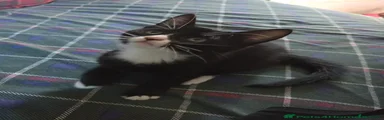 Tuxedo Female 1