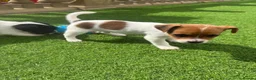 Jack Russell dogs for sale: Short legged Jack russels - Advert 4