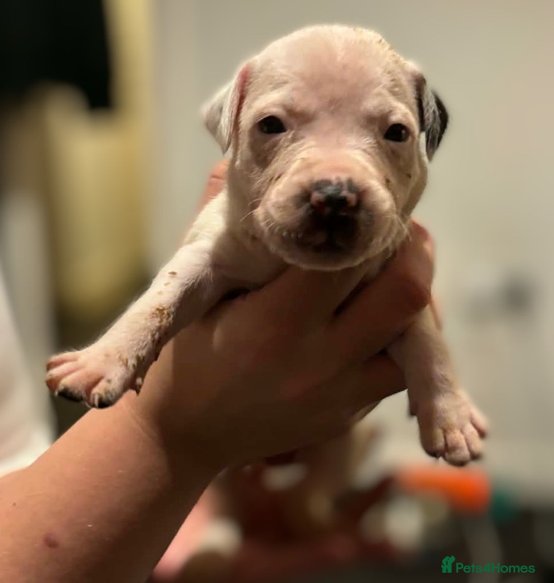 Mixed Breed dogs for sale: Bull cross staffy pups  - Advert 29
