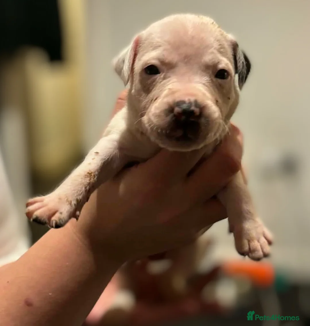 Mixed Breed dogs for sale: Bull cross staffy pups. LAST 2 GIRLS LEFT  - Advert 30