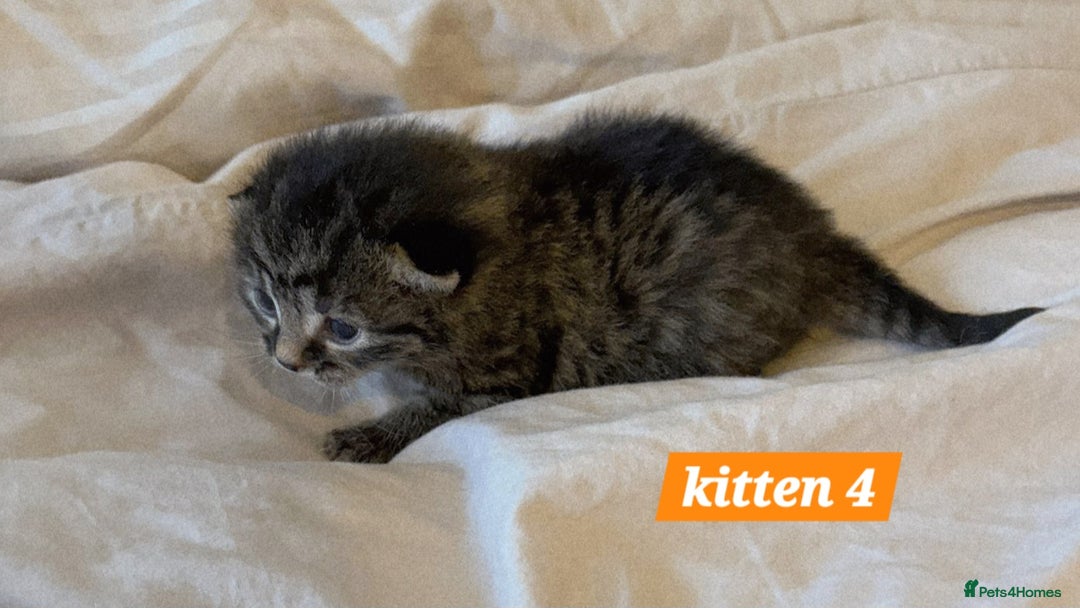 Scottish Fold cats for sale: Stunning Smoky Grey Kittens - Advert 15