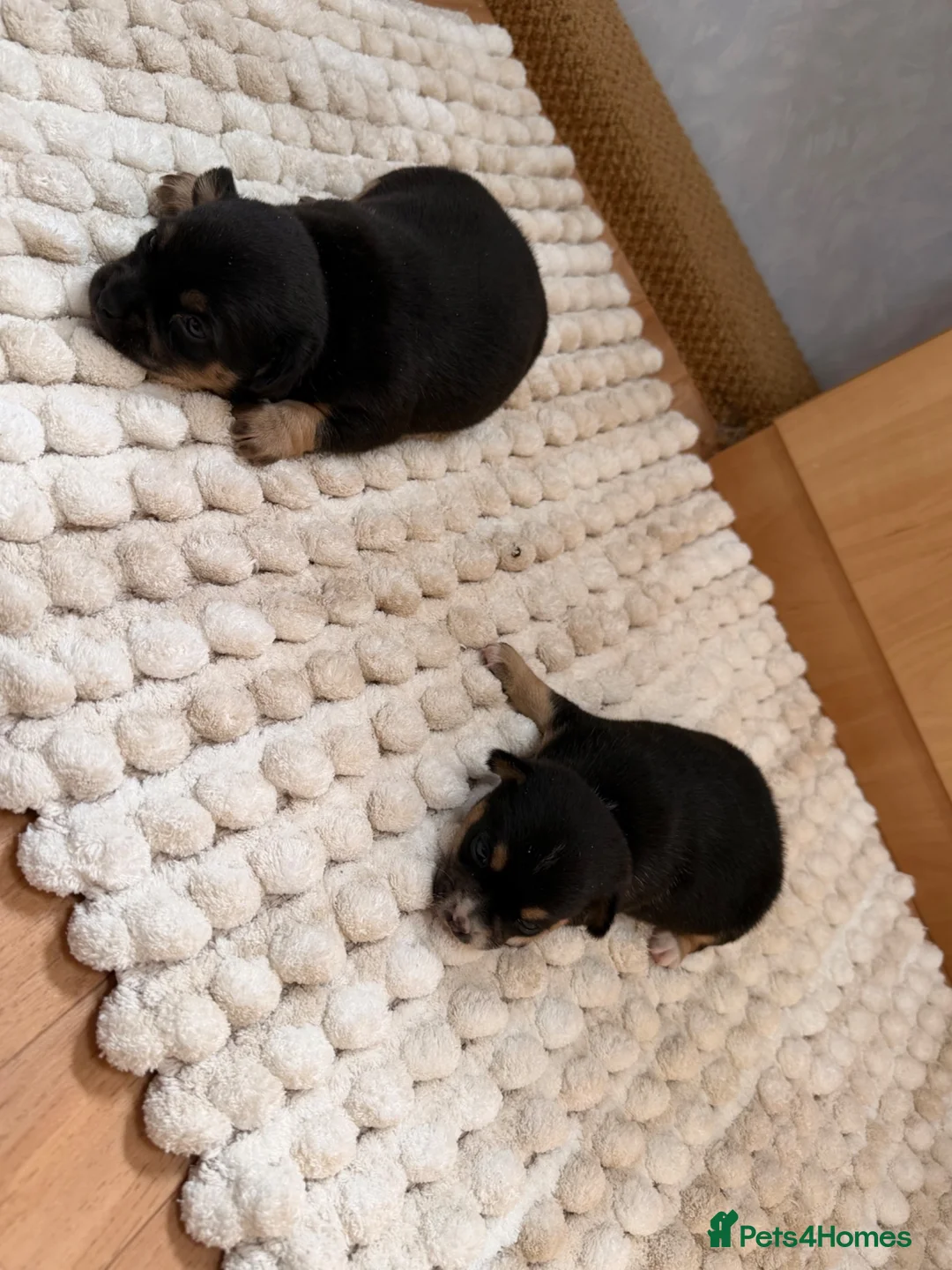 Jack Russell dogs for sale: Two beautiful chubby boys  in Nottingham - Advert 7