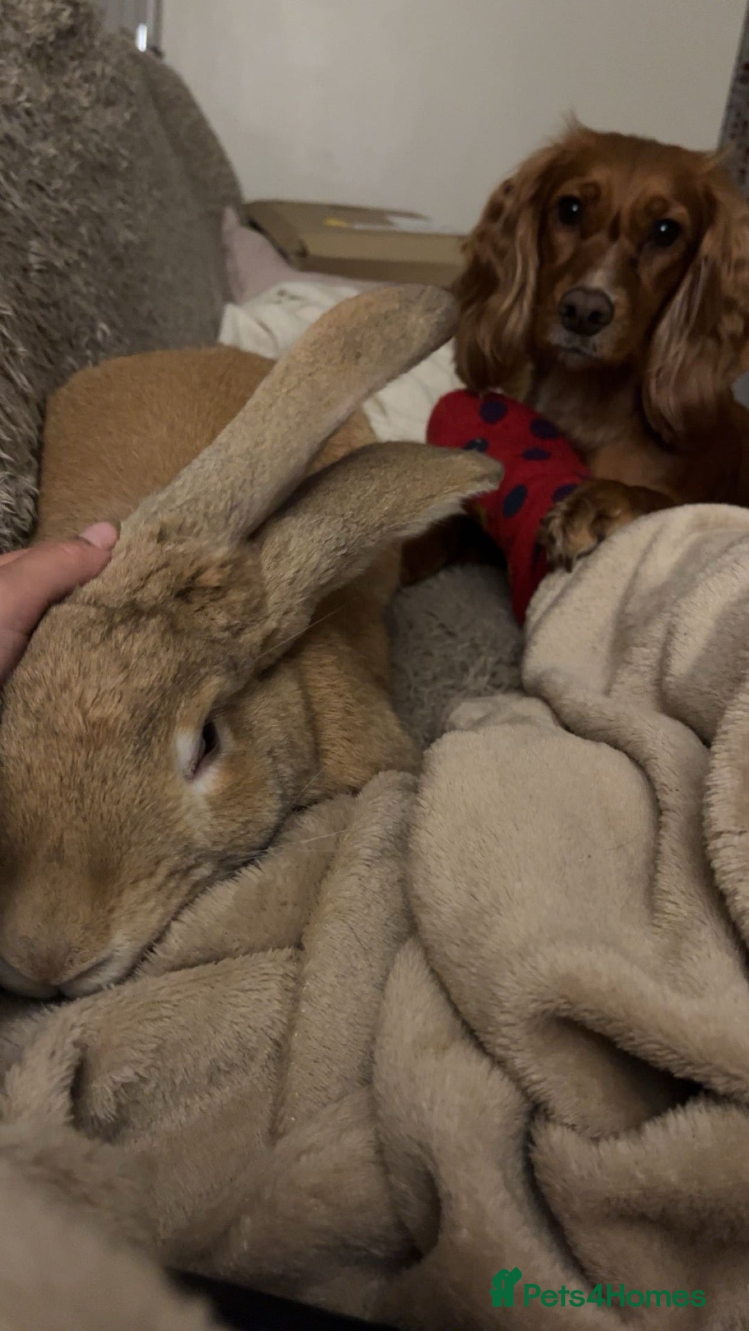 Continental Giant rabbits Conti giant **indoor home only - Advert 1